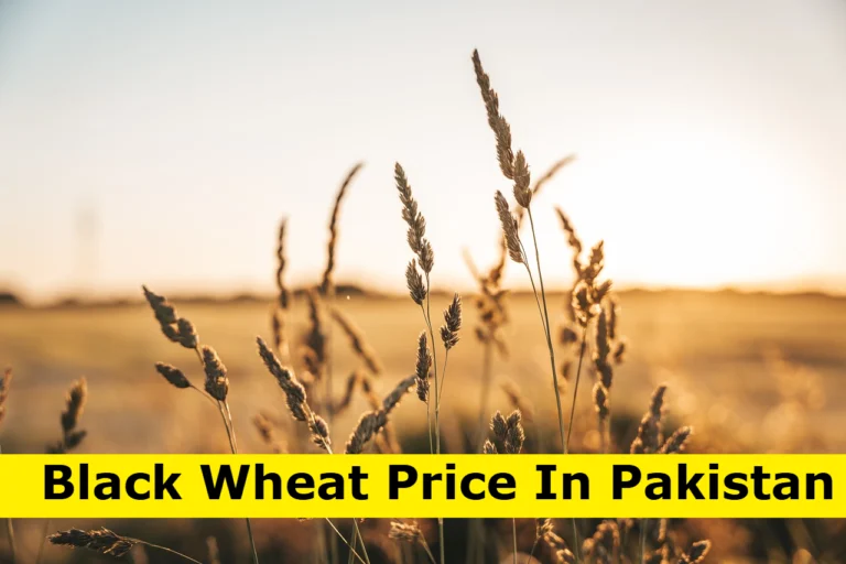 Black Wheat Price in Pakistan