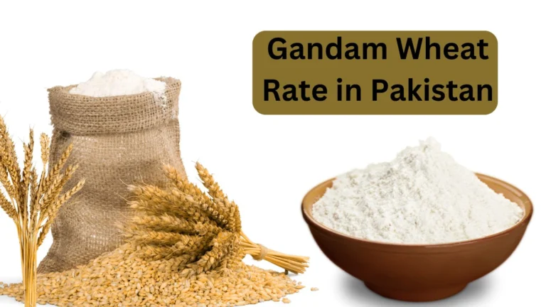 Gandam Wheat Rate in Pakistan Today