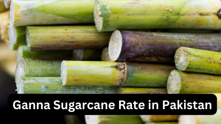 Ganna Sugarcane Price in Pakistan